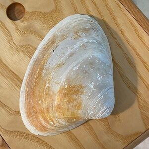 Large Natural Seashell Decor